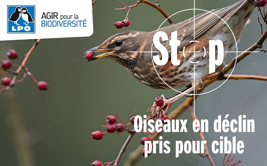Fin du piégeage à la glu : le Conseil d'État donne définitivement raison à  la LPO - LPO (Ligue pour la Protection des Oiseaux) - Agir pour la  biodiversité