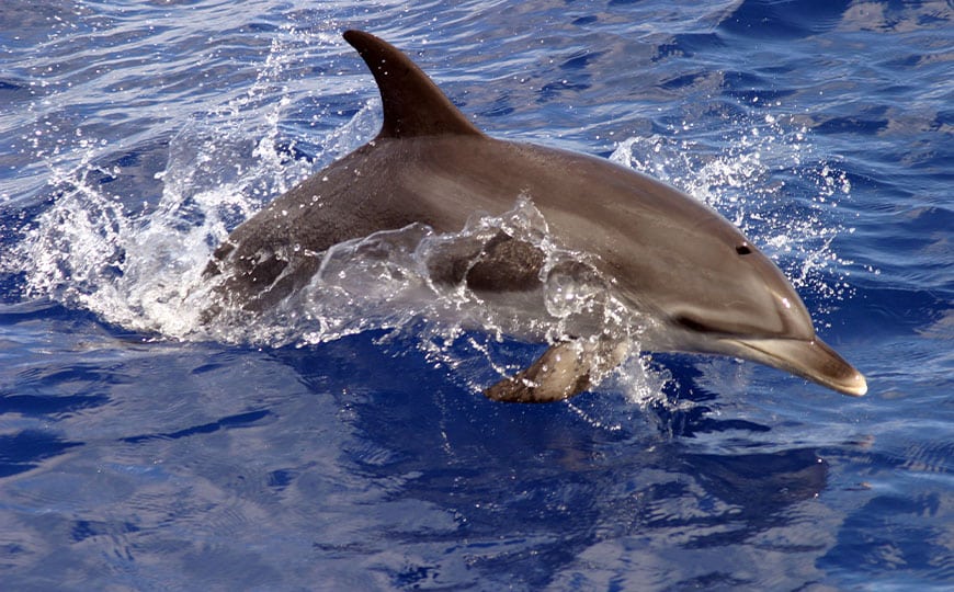 IFAW-Le Fonds international pour la protection des animaux-dauphin