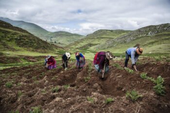 Yuricancha, village d'agriculteurs. Ils souffrent du passage de 300 camions par jour qui sortent de la mine pour aller à Arequipa. Ils  longent les chemins de leur village et soulèvent avec eux toute la poussière qui se dépose dans les poumons, sur les plantes.