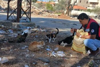 Beirut, Lebanon | 2024 12 | animals in and around the ruins of destroyed buildings in Beirut, Lebanon. Amir Khalil